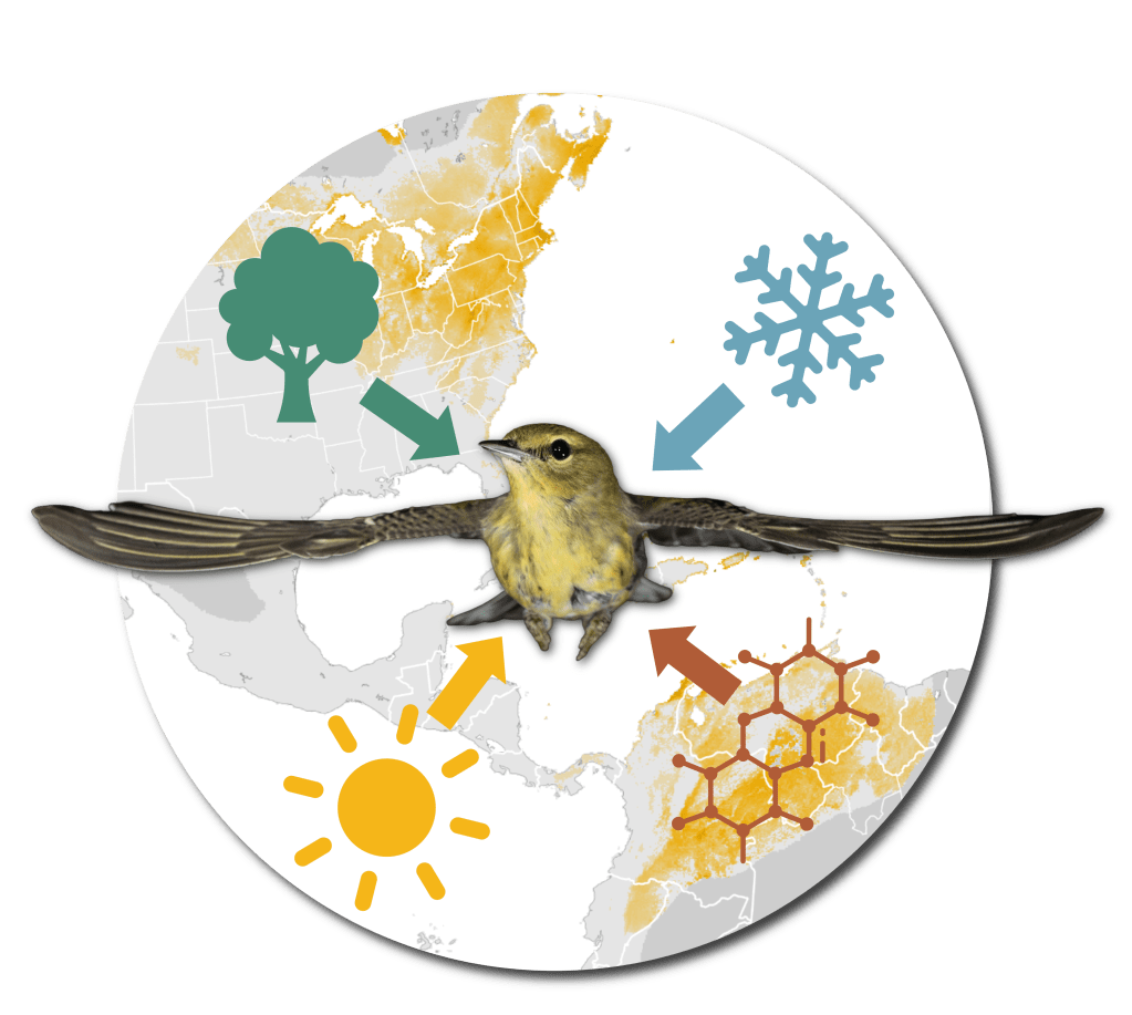 Migratory birds, such as Blackpoll Warblers shown here, must respond to many different environmental cues, including habitat availability, temperature, light cycles, and endogenous metabolic cycles and toxins.